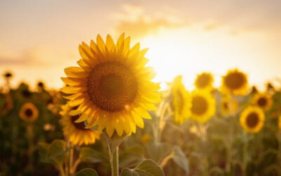 TCM Tipps – Juni 2025 – Sommer, Sonne, heiße Nächte