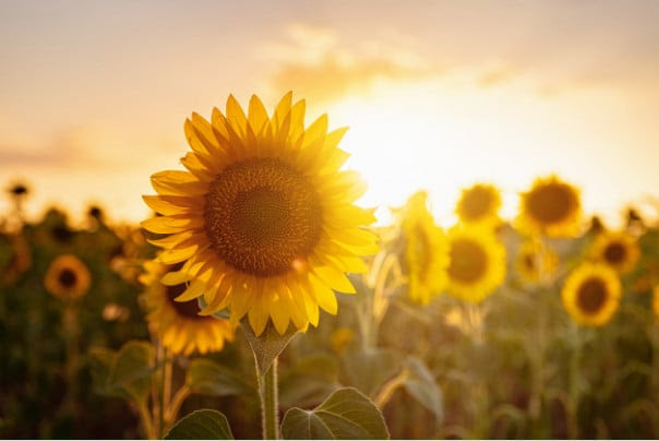 TCM Tipps – Juni 2025 – Sommer, Sonne, heiße Nächte